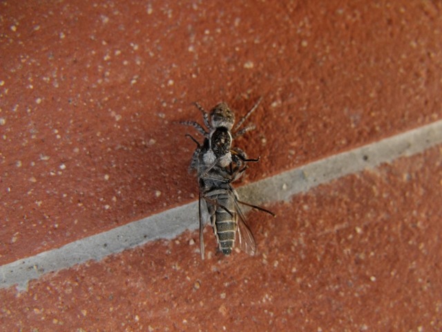 Menemerus semilimbatus